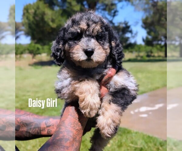 Medium Photo #2 Bernedoodle-Golden Mountain Dog Mix Puppy For Sale in DAVIS, CA, USA