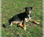 Small Photo #8 Australian Shepherd-German Shepherd Dog Mix Puppy For Sale in Pittstown, NJ, USA