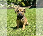 Small #1 Mutt