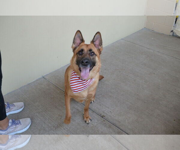 Medium Photo #3 Mutt Puppy For Sale in McKinney, TX, USA