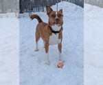 Small #13 Shiba Inu Mix