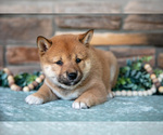Small #2 Shiba Inu