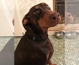 Mother of the Doberman Pinscher puppies born on 01/30/2024