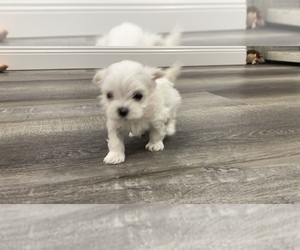 Maltese Puppy for sale in FOXWORTH, MS, USA