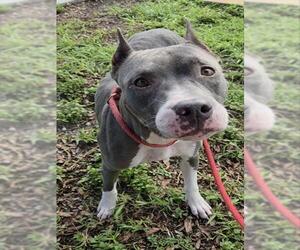American Staffordshire Terrier Dogs for adoption in Fort Lauderdale, FL, USA