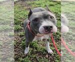 CONSTANCE - Female American Staffordshire Terrier Dog for Adoption - Small photo