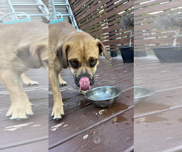 Medium Photo #2 Puggle Puppy For Sale in New London, WI, USA