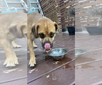 Small #1 Puggle
