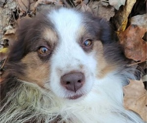 Father of the Australian Shepherd puppies born on 05/25/2026
