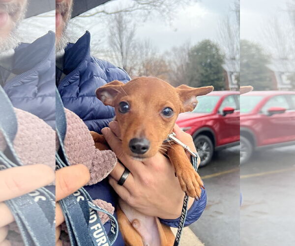 Medium Photo #5 Chihuahua-Unknown Mix Puppy For Sale in Rockville, MD, USA