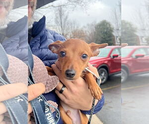 Chihuahua-Unknown Mix Dogs for adoption in Rockville, MD, USA