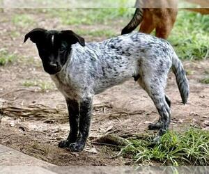 German Shorthaired Pointer-Unknown Mix Dogs for adoption in Oakhurst, NJ, USA