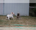 Small Photo #54 French Bulldog Puppy For Sale in TACOMA, WA, USA
