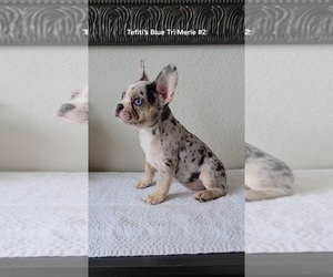 French Bulldog Puppy for sale in PROSPER, TX, USA
