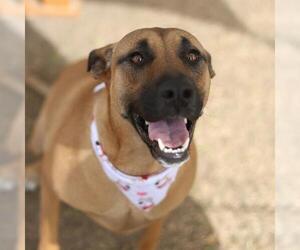 Mutt Dogs for adoption in San Antonio, TX, USA