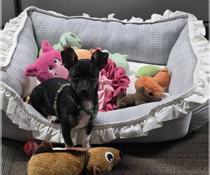 Bean - Female Chihuahua-Unknown Mix Dog for Adoption - Photo #3