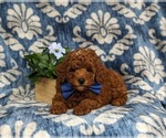 Small #4 Poodle (Miniature)