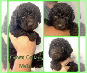 Australian Labradoodle Puppy for Sale in SAULSVILLE, West Virginia USA