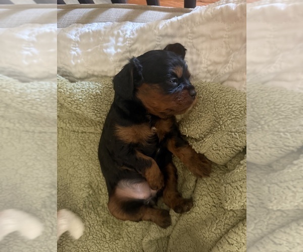 Medium Photo #34 Cavapoo (Miniature) Puppy For Sale in SAINT FRANCIS, MN, USA