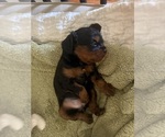 Small Photo #34 Cavapoo (Miniature) Puppy For Sale in SAINT FRANCIS, MN, USA