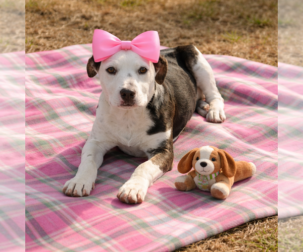 Medium Photo #1 Borador Puppy For Sale in Mt. Laurel, NJ, USA