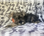 Small #3 Schnauzer (Miniature)
