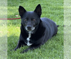 Mickey - Male Mutt Dog for Adoption - Photo #3