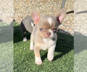 Chihuahua Puppy for sale in NEWBERN, TN, USA