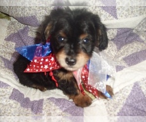 Poodle (Toy)-Yorkshire Terrier Mix Puppy for sale in JACKSON, MS, USA