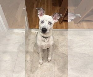 Wrangler - Male Mountain Cur-Unknown Mix Dog for Adoption - Photo #2