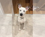 Small Photo #2 Mountain Cur-Unknown Mix Puppy For Sale in Oakhurst, NJ, USA