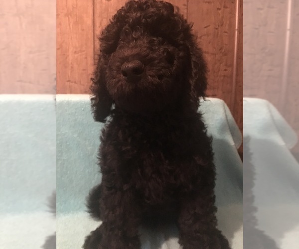 Medium Photo #7 Poodle (Standard) Puppy For Sale in WEST UNITY, OH, USA