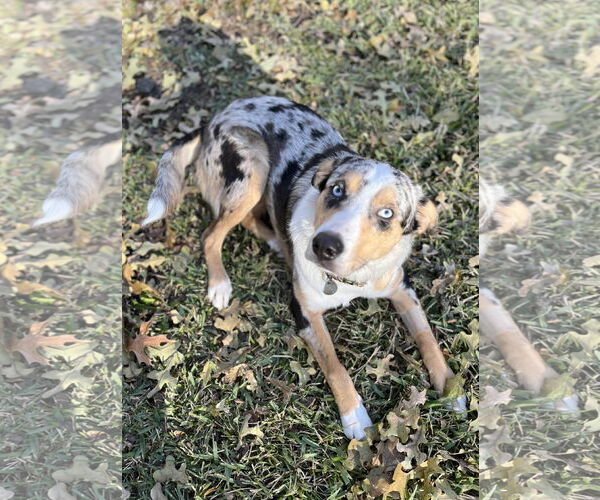 Medium Photo #3 Australian Shepherd-Unknown Mix Puppy For Sale in Fort Worth, TX, USA