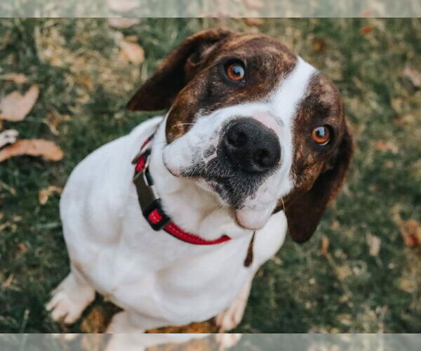 Medium Photo #5 Beabull Puppy For Sale in House Springs, MO, USA