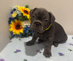 Small #10 French Bulldog