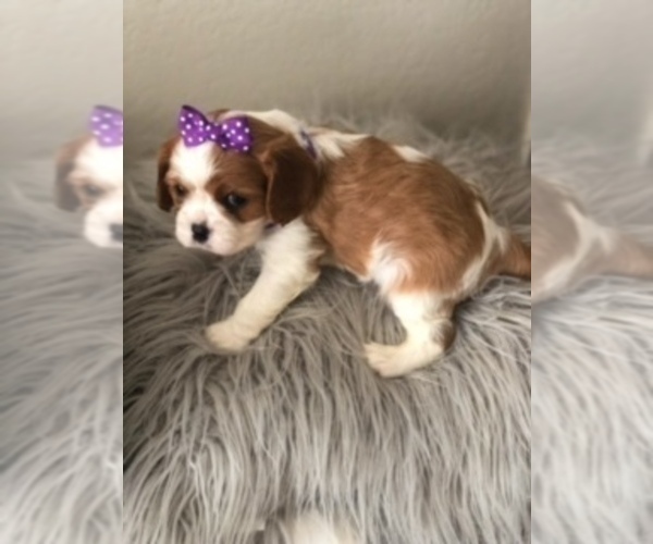 Medium Photo #4 Cavalier King Charles Spaniel Puppy For Sale in RIVERSIDE, CA, USA