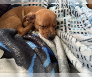 Chihuahua Puppy for sale in GUMTREE, NC, USA