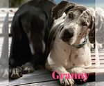 Small #12 Great Dane