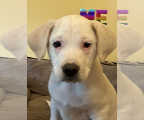 Medium Photo #2 Mutt Puppy For Sale in Crossville, AL, USA