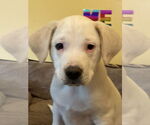 Small #1 Mutt