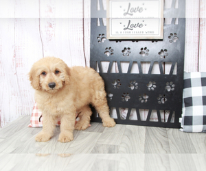 Goldendoodle (Miniature) Puppy for sale in MARIETTA, GA, USA