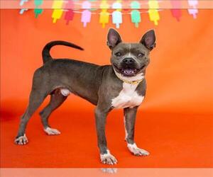 American Pit Bull Terrier-Unknown Mix Dogs for adoption in Conroe, TX, USA