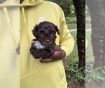 Small #3 YorkiePoo