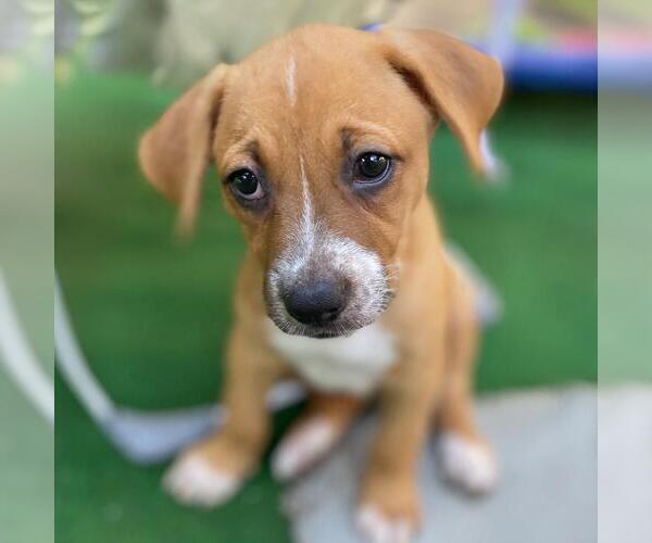 Medium Photo #4 Labrador Retriever-Unknown Mix Puppy For Sale in San Diego, CA, USA
