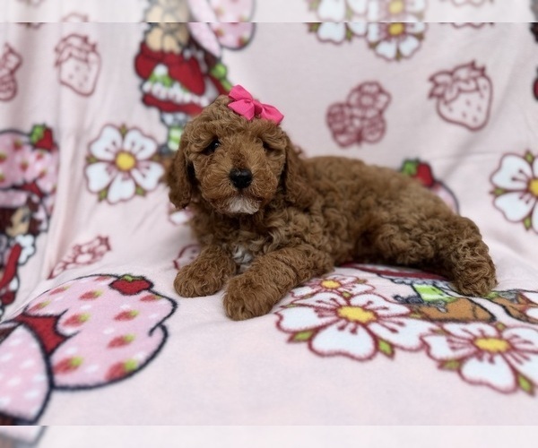 Medium Photo #8 Cock-A-Poo Puppy For Sale in LAKELAND, FL, USA