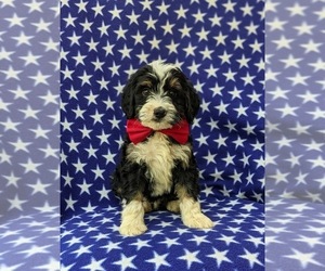 Miniature Bernedoodle-Poodle (Miniature) Mix Puppy for sale in OXFORD, PA, USA