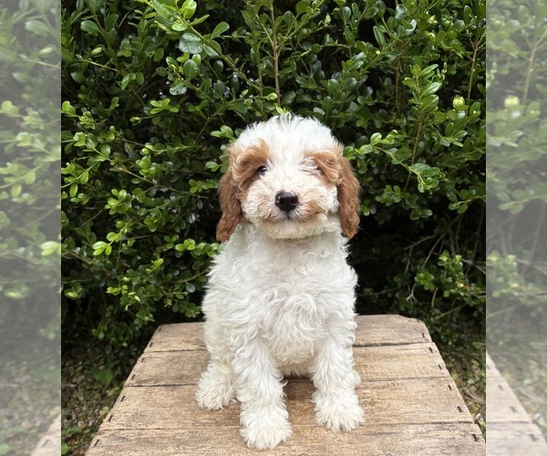 Medium Photo #2 Goldendoodle (Miniature) Puppy For Sale in MIDDLEBURY, IN, USA