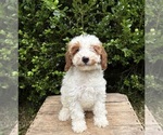 Small #1 Goldendoodle (Miniature)