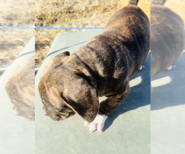 Medium Photo #3 American Bully Puppy For Sale in GROVE CITY, MN, USA
