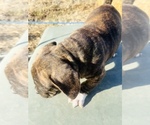 Small #2 American Bully